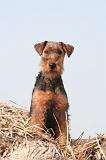 WELSH TERRIER 125